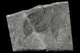 Two Rare Silurian Phyllocarid (Ceratiocaris) Fossils - Scotland - #113115-1
